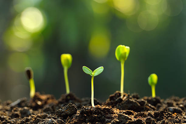 Young seedlings growing in soil